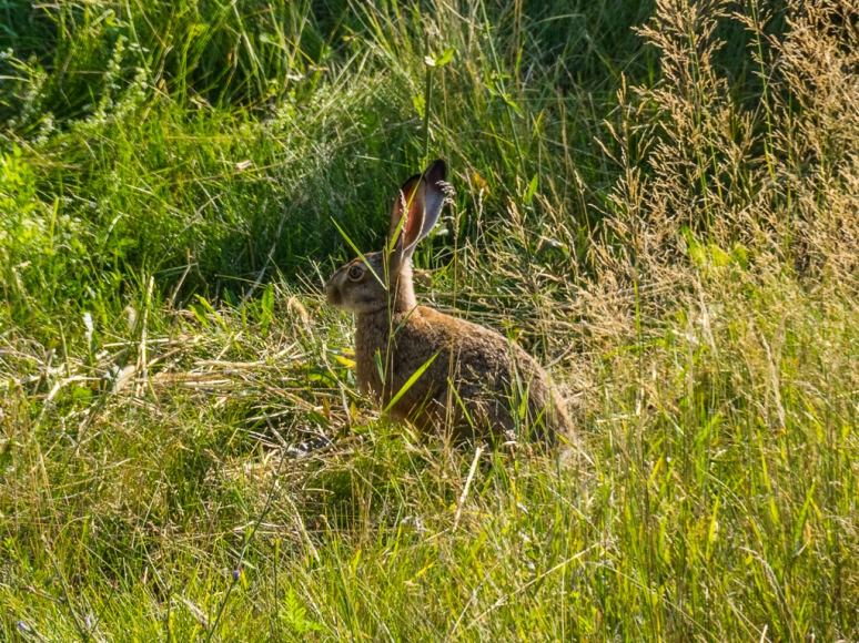 European Hare 3